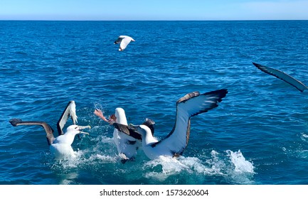 Royal Albatross Fighting To Ger Fish Bones, Fishing Charter In Kaikoura New Zealand