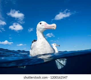 Royal Albatross, North Island, New Zealand.