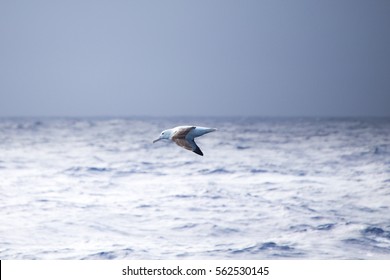 A Royal Albatross At Sea In The Drake Passage. 