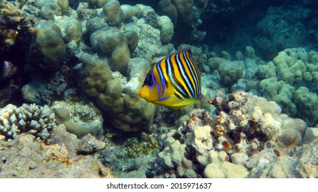 Royal Angelfish. Fishes - A Type Of Bone Fish Osteichthyes. Angelfish Pomacanthidae. Royal Angel Fish.