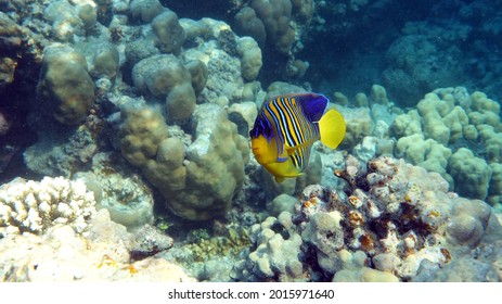 Royal Angelfish. Fishes - A Type Of Bone Fish Osteichthyes. Angelfish Pomacanthidae. Royal Angel Fish.