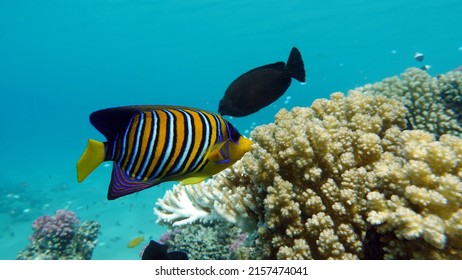 Royal Angelfish. Fishes - A Type Of Bone Fish Osteichthyes. Angelfish Pomacanthidae. Royal Angel Fish.