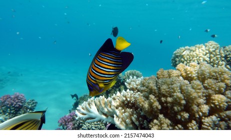 Royal Angelfish. Fishes - A Type Of Bone Fish Osteichthyes. Angelfish Pomacanthidae. Royal Angel Fish.