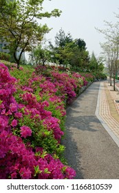 royal azalea blossom and walkway