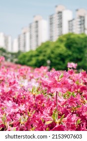 Royal Azaleas Hill Park flower festival in Gunpo, Korea
