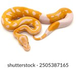 Royal ball python snake reptile snakes exotic pets animals