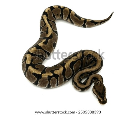 Royal ball python snake reptile snakes exotic pets animals