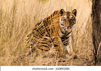 Royal Bengal Tiger