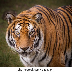 Royal Bengal Tiger