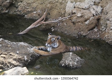 552 Tiger Bathing Images, Stock Photos & Vectors | Shutterstock