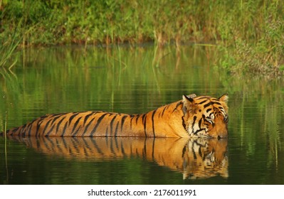 Royal Bengal Tiger Behavioral Images Taken Stock Photo 2176011991 ...