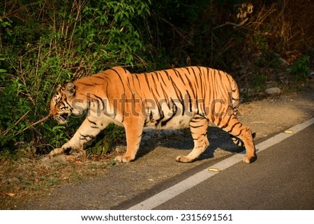 A Royal Bengal tiger crossing the path in  Jim Corbett National Park in Uttarakhand, India
