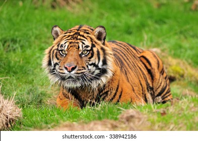 A royal bengal tiger in crouching posture concentrating on its prey