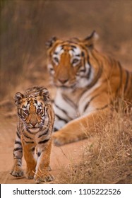 Royal Bengal Tiger With Cub 