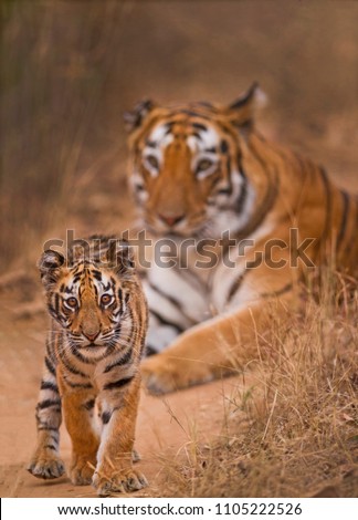 Royal Bengal Tiger with Cub 