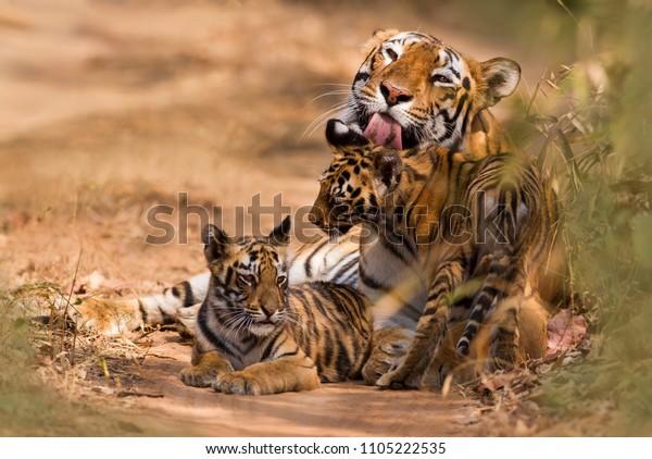 Tigre Royal Du Bengale Avec Petit Photo De Stock Modifiable