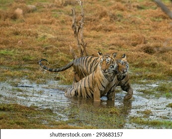 Royal Bengal Tiger with cub in Ranthambhore National Park