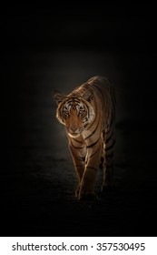 Royal Bengal Tiger From A Darkness In India