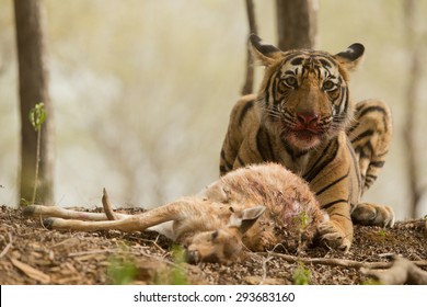 Royal Bengal tiger with deer kill in Ranthambhore National Park
