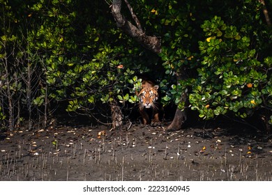 The Royal Bengal Tiger, famously known as the swamp tiger from Sundarbans.