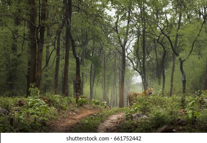 Royal Bengal tiger in green Monsoon forest Tadoba India 