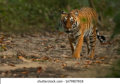 Royal Bengal Tiger From India 