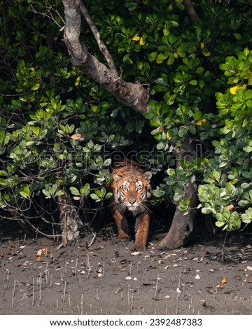 Royal Bengal Tiger in magnificent landscape of Sundarbans, West Bengal.