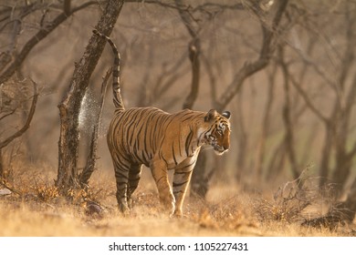 Royal Bengal Tiger Marking Its  Territory 