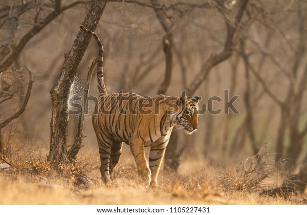 royal bengal tiger\
marking its  territory 