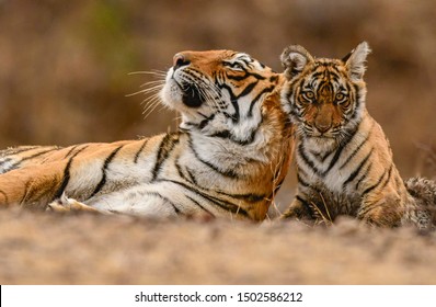 A Royal Bengal Tiger mother & cub. Ranthambhore National Park. India
