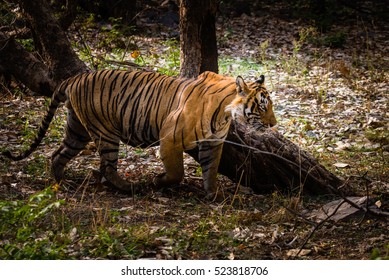 Royal Bengal Tiger named Ustaad strolling at its territory