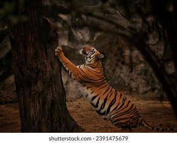 Royal Bengal Tiger , National India Animal , BigCats