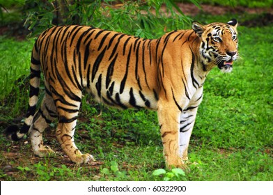 Royal bengal tiger in its natural habitat at Sundarban forest in Bengal India