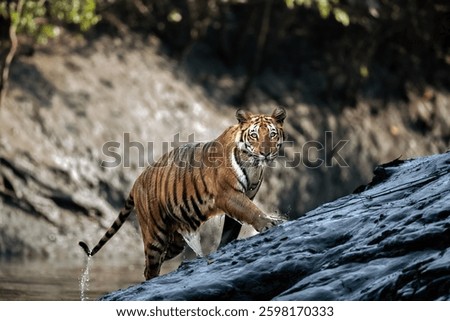 A royal Bengal tiger on a dirt road in the jungle in Chitwan National Park in Nepal.