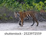 Royal Bengal Tiger, Panthera tigris, subadult male, Panna Tiger Reserve, Madhya Pradesh, India