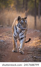Royal Bengal Tiger, Panthera tigris, female, tiger walk, Panna Tiger Reserve, Madhya Pradesh, India