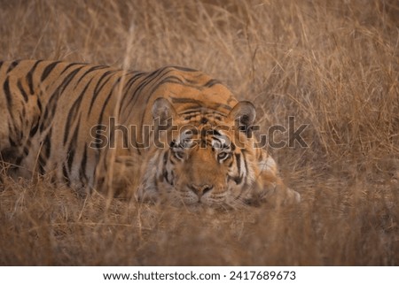 Royal Bengal Tiger, Panthera tigris, male, Nauradehi Wildlife Sanctuary, Madhya Pradesh, India