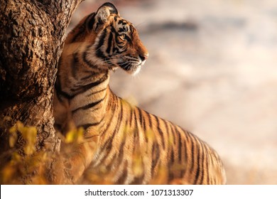 Royal bengal tiger pose with beautiful background. Amazing tiger in the nature habitat. Wildlife scene with dangerous beast. Hot weather in wild India. Panthera tigris tigris.