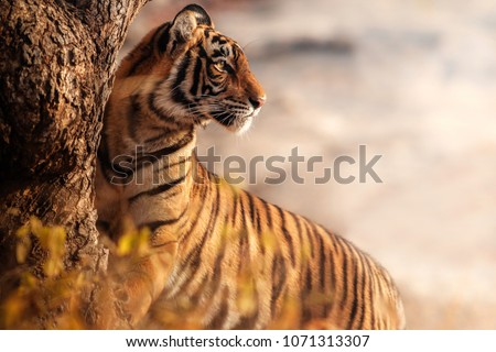Royal bengal tiger pose with beautiful background. Amazing tiger in the nature habitat. Wildlife scene with dangerous beast. Hot weather in wild India. Panthera tigris tigris.