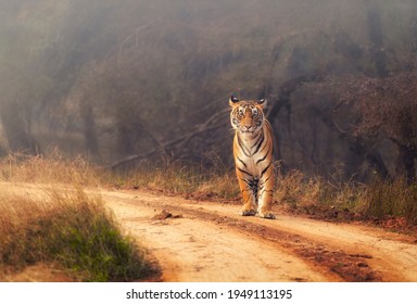 A Royal Bengal Tiger at Ranthambore National Park in India