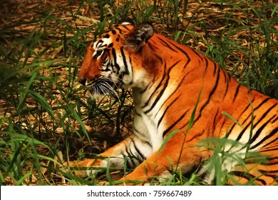 Royal Bengal Tiger At Sundarban