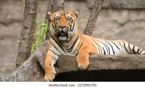 picture of royal bengal tiger of sundarban