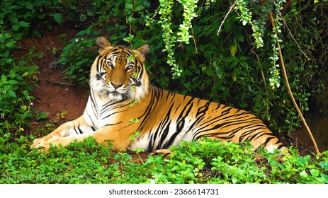 A Royal Bengal Tiger in the Sundarbans is resting and observing. - Powered by Shutterstock