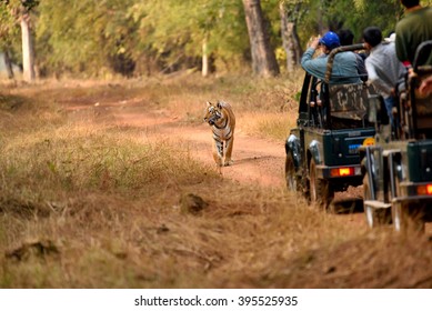 Royal Bengal Tiger, Tadoba, Maharashtra, India