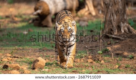 Royal Bengal tiger walking in the forest. Close up, selective focus.