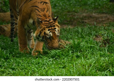 Royal Bengal Tiger Walking On Ground