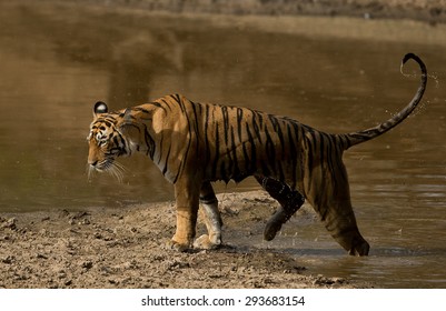 Royal bengal tiger walking in Ranthambhore National Park in India