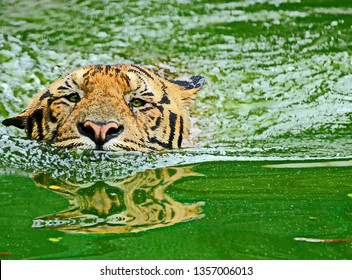 Royal Bengal Tiger while crossing a canal captured from world's biggest mangrove forest Sundarban (Bangladesh part).