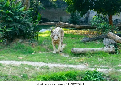 Royal Bengal Tiger Zoo Alipur Zoological Stock Photo 2153022981