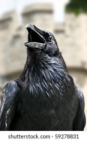 Royal Black Raven From The Tower Of London - UK